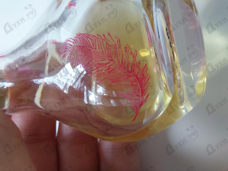 Парфюмерия Can Can от Paris Hilton Парфюмерия Paris Hilton Can Can