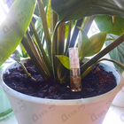 Духи Covet от Sarah Jessica Parker