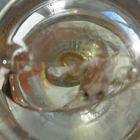 Парфюм Sarah Jessica Parker Lovely