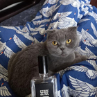 Духи Nuit De Cellophane от Serge Lutens