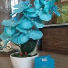 Духи Matin Calin от Sud Pacifique