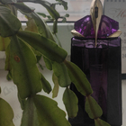 Отзыв Thierry Mugler Alien