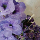 Духи Alien от Thierry Mugler