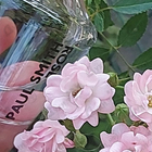 Отзывы Paul Smith Rose