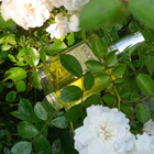 Духи Tea Rose от Perfumer's Workshop