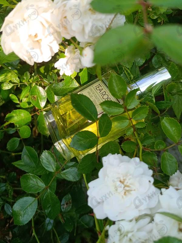 Купить Tea Rose от Perfumer's Workshop