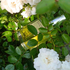 Духи Perfumer's Workshop Tea Rose Купить Tea Rose от Perfumer's Workshop