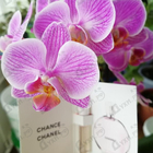 Парфюм Chanel Chance Eau Tendre