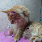 Духи Chance Eau Tendre от Chanel