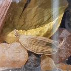 Отзыв Ajmal Shadow Blue